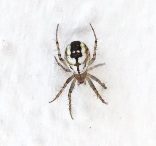 Réf. 210 809 : Mangora acalypha